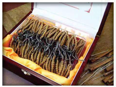 新龙冬虫夏草回收